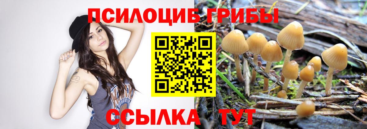даркнет сайт  Вход с VPN  Кисловодск  Псилоцибиновые грибы Cubensis 